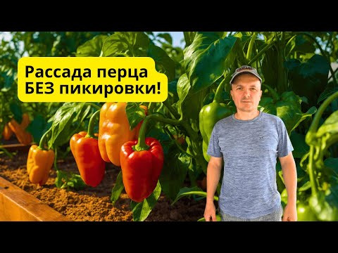 Как вырастить много рассады перца БЕЗ пикировки- наш способ. Как вырастить много рассады перца БЕЗ пикировки- наш способ.