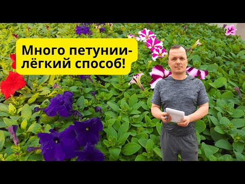 Выращивание петунии в ящике- без пикировки в стаканы! Удивительно лёгкий способ!