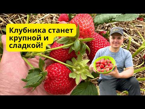 Гуматная подкормка клубники, которая даёт крупную и сладкую ягоду! Гуматная подкормка клубники, которая даёт крупную и сладкую ягоду!