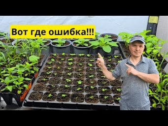 Главная ошибка после всходов, из-за которой тянется рассада.