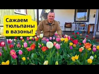 Попробуйте посадить тюльпаны в вазоны осенью тремя этими способами!