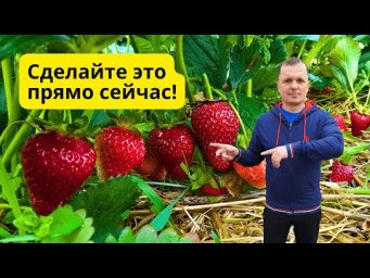Первая ранневесенняя обработка клубники после зимы! Не опаздайте!18.03