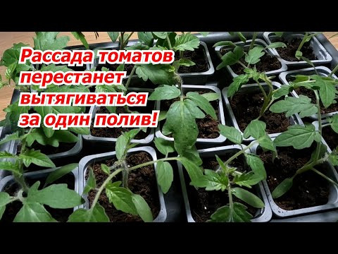 Рассада томатов сразу перестаёт вытягиваться- всего один полив!