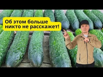 Урожай огурцов увеличится в РАЗЫ! Сделайте это перед посевом!!!