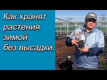 Как хранят растения зимой без высадки.