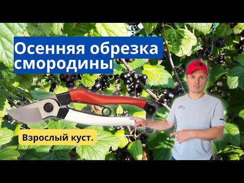 Лёгкая и понятная обрезка взрослого куста смородины осенью! Лёгкая и понятная обрезка взрослого куста смородины осенью!