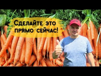 Июльский посев моркови для длительного хранения!