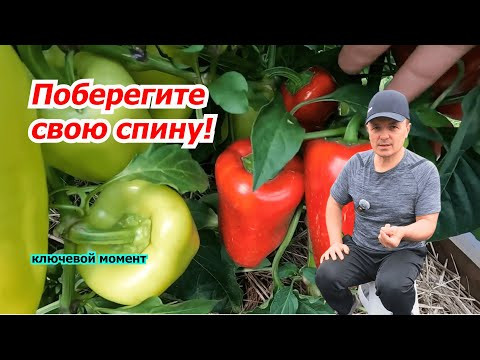 Подвязывание сладкого перца на грядке по упрощённому способу! Подвязывание сладкого перца на грядке по упрощённому способу!
