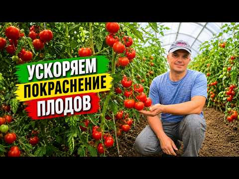 Помидоры на кусту начинают очень быстро краснеть- ЧЕТЫРЕ способа ускорить покраснение. Помидоры на кусту начинают очень быстро краснеть- ЧЕТЫРЕ способа ускорить покраснение.