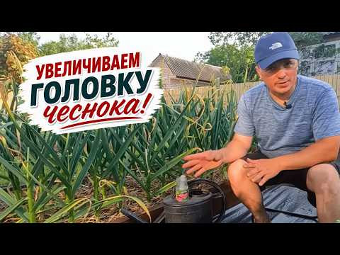 Резкое укрупнение головки чеснока перед уборкой- финальная подкормка!