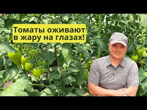 Томаты больше не будут вянуть в жару- спасаем янтарной кислотой! Томаты больше не будут вянуть в жару- спасаем янтарной кислотой!