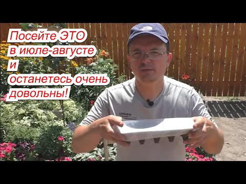 Опытные огородники уже давно сеют это именно в конце лета! Попробуйте! Опытные огородники уже давно сеют это именно в конце лета! Попробуйте!