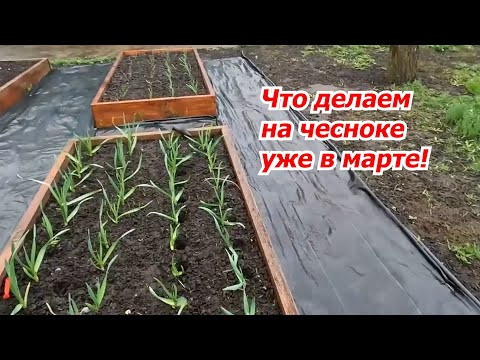Сделайте это на озимом чесноке уже в марте- урожай заметно повысится! Сделайте это на озимом чесноке уже в марте- урожай заметно повысится!