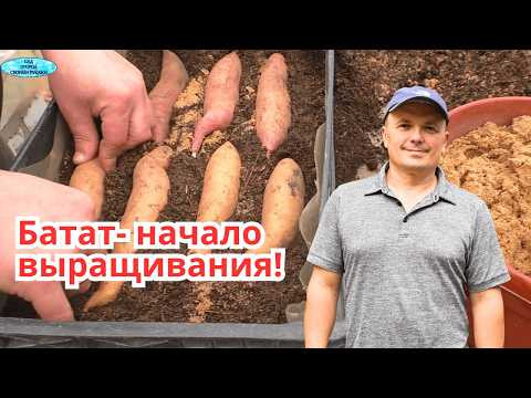 Ставим батат на проращивание- как легко получить много рассады батата.