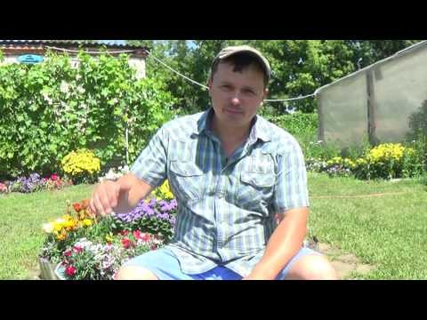 РАЗМНОЖЕНИЕ ЧЕСНОКА "БУЛЬБОЧКАМИ"-ТРИ СПОСОБА!!!