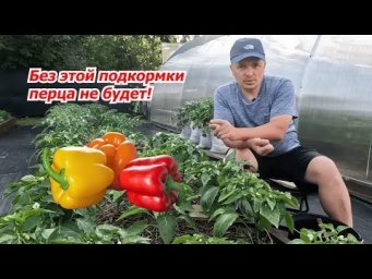 Так я спас свой перец: подкормка, которая реально работает.
