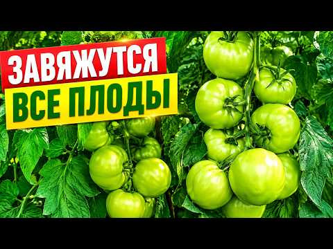Как не допустить осыпания верхних кистей на томатах и получить хороший урожай. Как не допустить осыпания верхних кистей на томатах и получить хороший урожай.