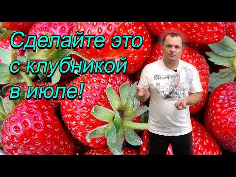 Что делать с клубникой после плодоношения- пять полезных советов.