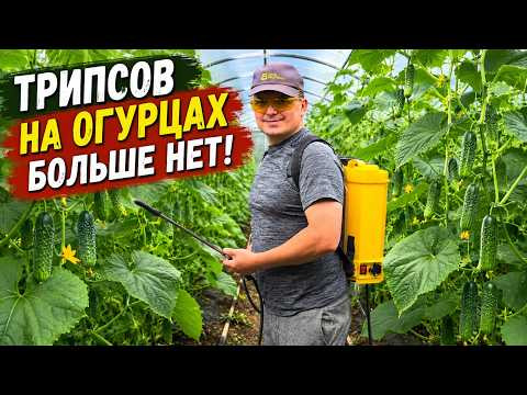 А куда делись все трипсы с огурцов? А они посыпались после этой обработки! А куда делись все трипсы с огурцов? А они посыпались после этой обработки!