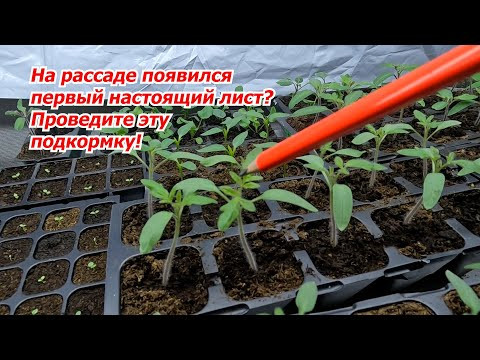 Первая подкормка рассады томатов, о которой никто больше не расскажет! Первая подкормка рассады томатов, о которой никто больше не расскажет!