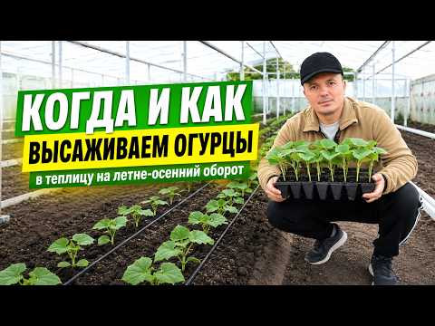 Высаживаем расссаду огурцов на летне-осеннее выращивание в теплицу! Высаживаем расссаду огурцов на летне-осеннее выращивание в теплицу!