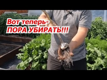 Когда убирать чеснок? Вот ДВА точных признака!