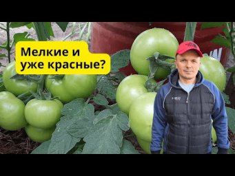 Почему томаты краснеют, но остаются мелкими? Вот в чём причина!