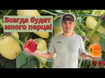 Перец на кусту наростает ОЧЕНЬ быстро! Урожай удивляет!