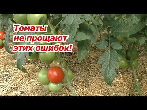 Какие листья нельзя удалять на томатах, что бы не лишиться урожая. Какие листья нельзя удалять на томатах, что бы не лишиться урожая.