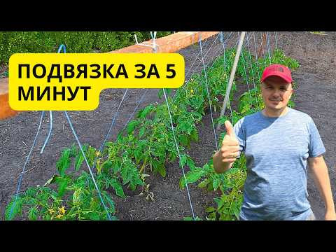 Простая подвязка низкорослых томатов: быстро и надёжно! Забудьте про колышки! Простая подвязка низкорослых томатов: быстро и надёжно! Забудьте про колышки!
