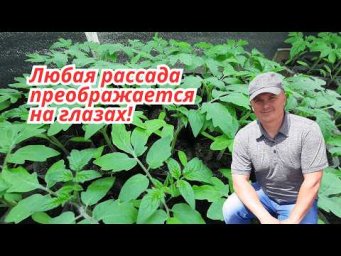 Магний по листу- рассада любых растений быстро становится зелёной!