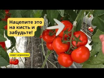 Забудьте за проблему заламывания кисти на томатах- простое решение.