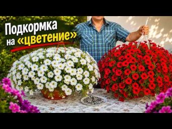Проводим такую подкормку ампельным петуниям уже много лет!