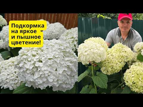 На гортензии будут крупные и яркие цветы после проведения этой подкормки! На гортензии будут крупные и яркие цветы после проведения этой подкормки!