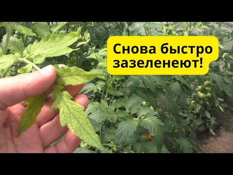 Почему верхушки томатов желтеют и как спасти урожай?