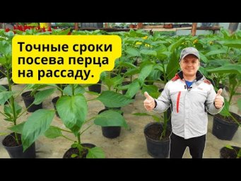 Когда сеять перец на рассаду- точные сроки для всех! Проверено многократно.