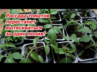 Рассада томатов сразу перестаёт вытягиваться- всего один полив!