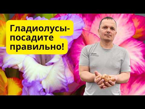 Гладиолусы будут цвести роскошно, если посадить их правильно Гладиолусы будут цвести роскошно, если посадить их правильно
