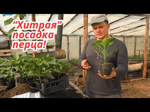 Способ посадки сладкого перца для получения суперраннего урожая! Способ посадки сладкого перца для получения суперраннего урожая!