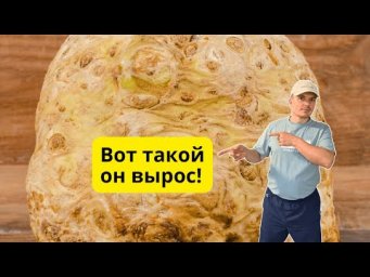 Такого урожая сельдерея корневого мы и сами не ожидали! Копаем сельдерей!