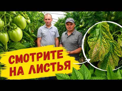 Чего не хватает томатам- читаем по листу! Признаки нехватки магния. Чего не хватает томатам- читаем по листу! Признаки нехватки магния.
