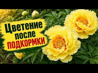 Вот что стало с молодым пионом Барцела после этой подкормки!