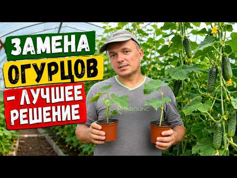 Летняя замена огурцов в теплице- это лучшее решение для продления плодоношения. Летняя замена огурцов в теплице- это лучшее решение для продления плодоношения.