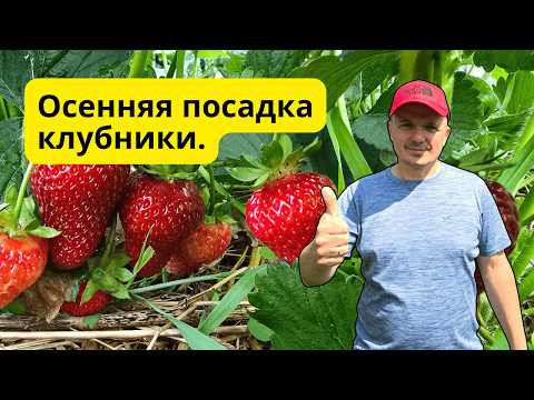 Посадка клубники осенью  Ошибки, которых нельзя допускать!