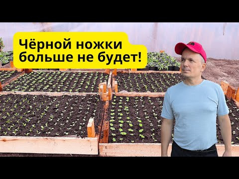 Эффективные способы борьбы с чёрной ножкой на рассаде!
