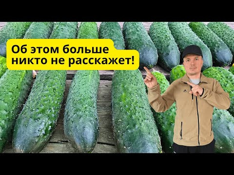 Урожай огурцов увеличится в РАЗЫ! Сделайте это перед посевом!!!