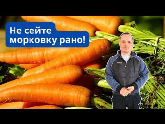 Когда посеять морковку, что бы получился мощный корнеплод!  20.03