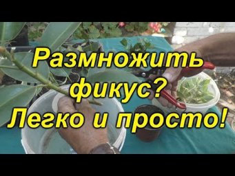 Фикус- очень  лёгкий способ размножения.
