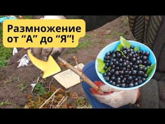 Массовое размножение смородины осенью- так сможет каждый!