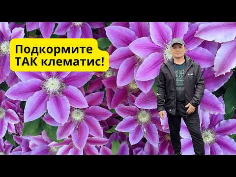Клематис удивит вас своим цветением после этой подкормки! Чем подкормить весной. Клематис удивит вас своим цветением после этой подкормки! Чем подкормить весной.